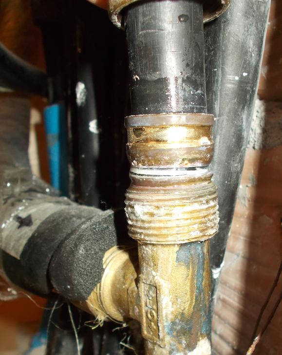 tee perdita DSCN2757_2.JPG