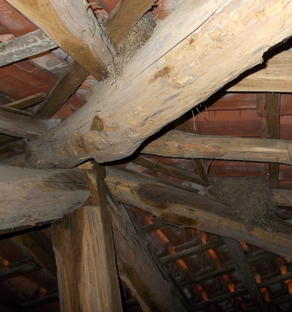 sottotetto nidi DSCN3678_2.JPG