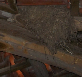 sottotetto nidi dettaglio DSCN3678_2.JPG