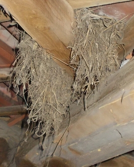 sottotetto nidi dettaglio DSCN3679_3.JPG