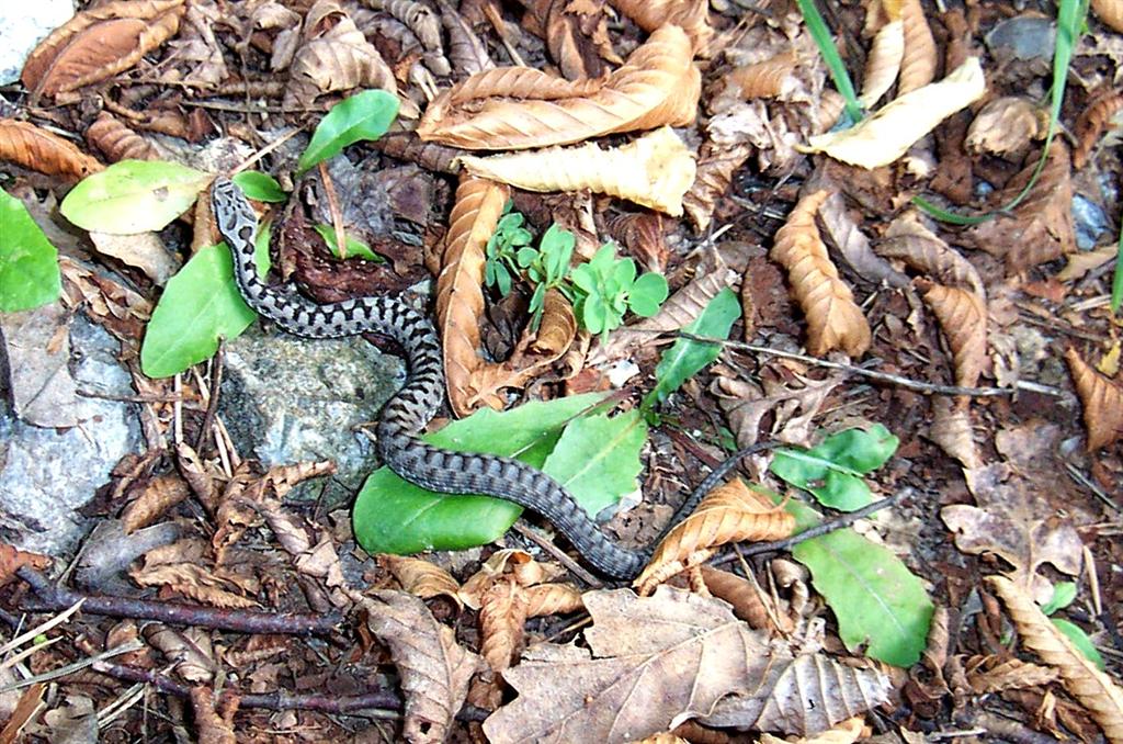 Dcp_2460 (Large).jpg