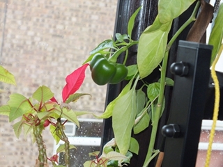 Frutto Misterioso - 4.jpg