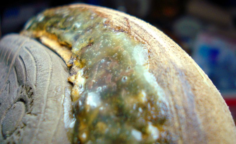 scarpone dx timberland colla DSC00691_2.JPG