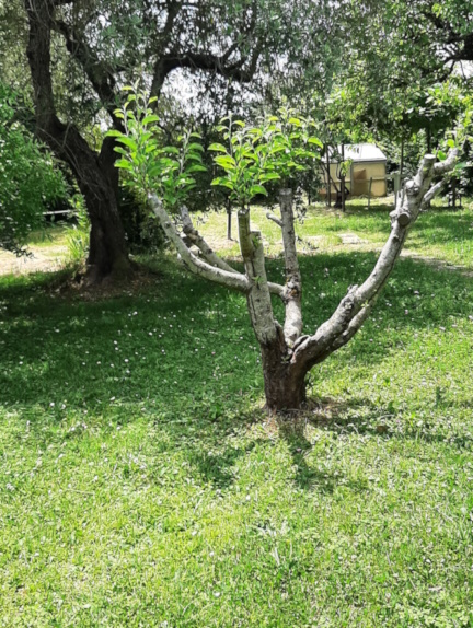 Innesti attaccati.jpg